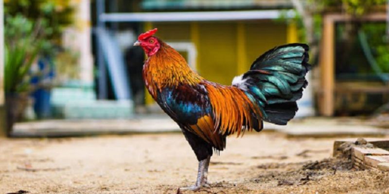 Các bài huấn luyện cũng rất quan trọng trong quy trình nuôi gà đá