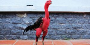 Cách nuôi gà đá