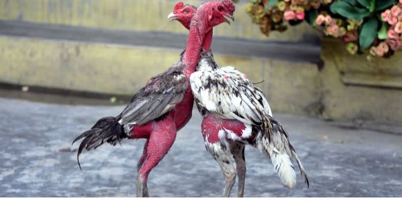 Cách nuôi gà đá để cho ra kết quả tốt nhất đó là chọn được một giống gà tốt