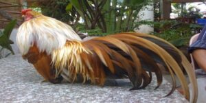 Cách Nuôi Gà Tre Đá