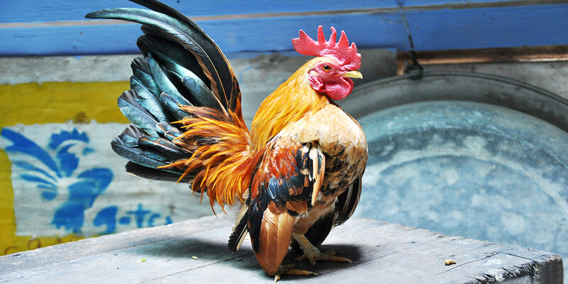 Cách nuôi gà tre đá là cần có chế độ dinh dưỡng tốt