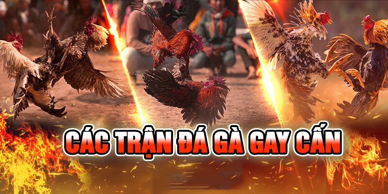 Đá gà 88 là sân chơi đá gà hàng đầu hiện nay