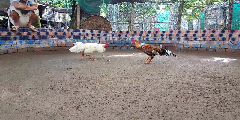 Đá gà trực tiếp ezb68 tại bồ gà nổi tiếng