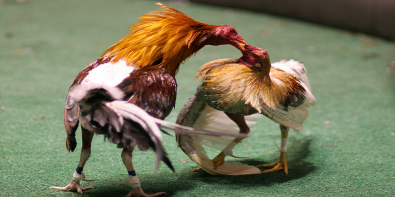 Đá gà nòi hấp dẫn