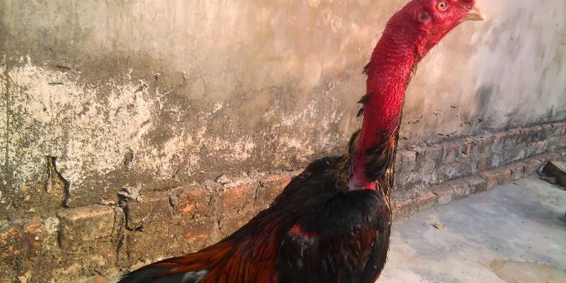 Huấn luyện viên có nhiều kinh nghiệm thì sẽ đào tạo ra chú gà chiến tốt