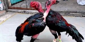 Kinh Nghiệm Nuôi Gà Chọi