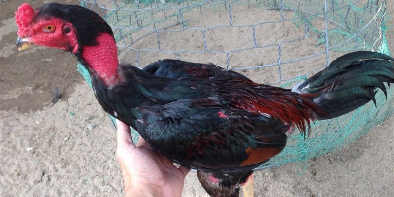 Kinh nghiệm nuôi gà chọi - Xây dựng chế độ dinh dưỡng hợp lý