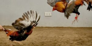 Kinh Nghiệm Nuôi Gà Đá