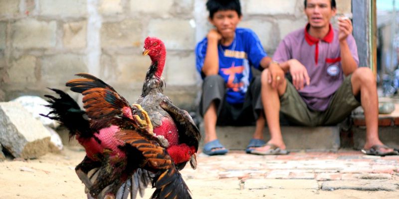 Kinh nghiệm nuôi gà đá trở thành chiến kê dũng mãnh