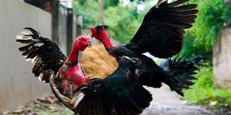 Một số kinh nghiệm chơi cho người mới nên tham khảo