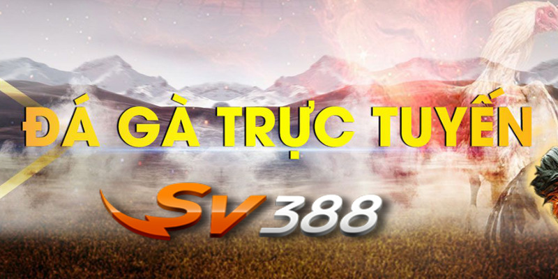 Nền tảng vững chắc tạo nên sự phát triển của đá gà SV388