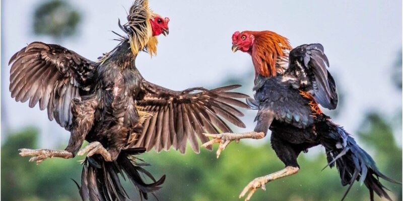 Xây dựng một chỗ nuôi gà chọi tốt giúp gà phát triển tốt nhất