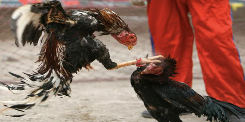 Đá gà tại UW88 - Hình thức giải trí siêu hấp dẫn 