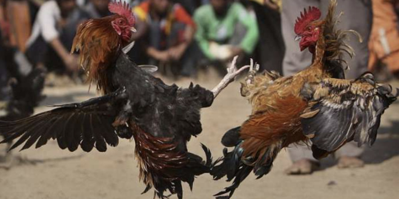 Đá gà Thomo là gì?