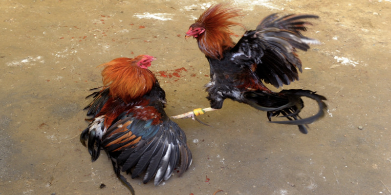 Đá gà Thomo trực tiếp