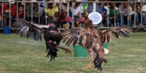 đá gà trực tiếp bên Thomo