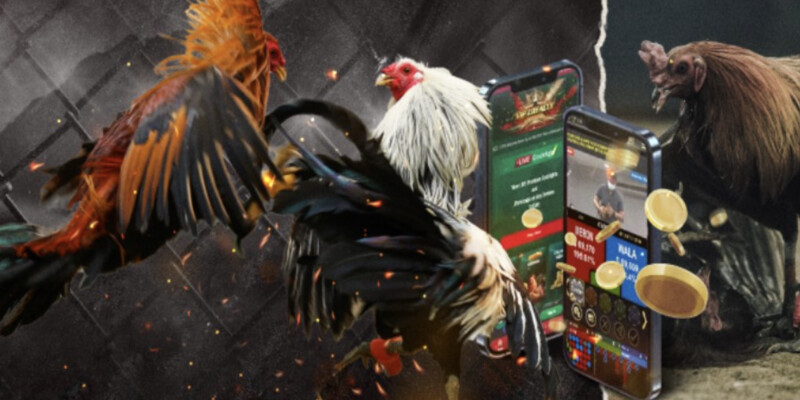 Đá gà trực tiếp được hiểu là gì?