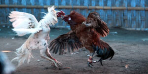 đá gà trực tiếp giải gà nòi