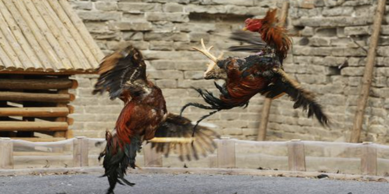 Đá gà uw88 trực tiếp Thomo VIP