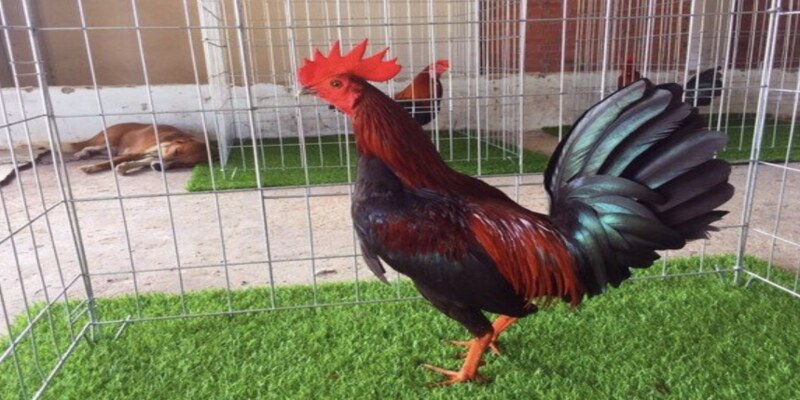 Gà chọi Pêru sở hữu đặc điểm ngoại hình rất dễ nhận diện