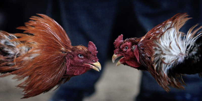 Gà nòi là một giống gà đã được thuần chủng tại Việt Nam