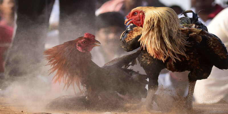 Gà Pêru dễ nuôi, dễ chăm sóc