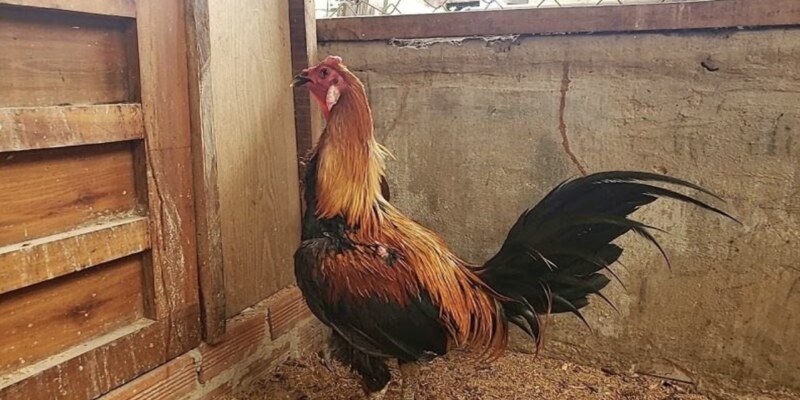 Gà Pêru giống gà được ưa chuộng nhất hiện nay