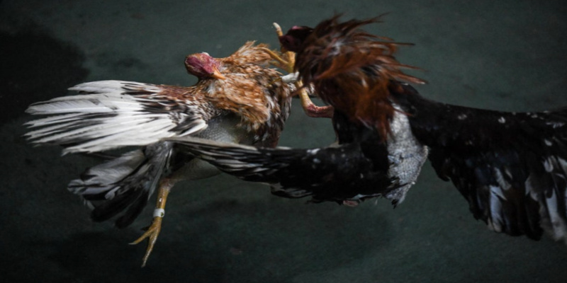 Luật chơi đá gà trực tiếp giải gà nòi mà anh em nên biết