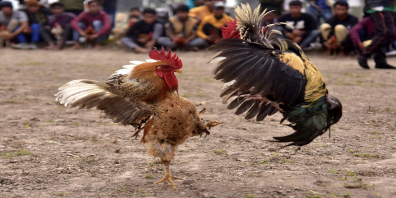 Lý giải sức hút của đấu trường đá gà Thomo