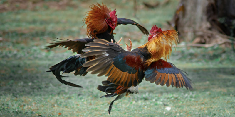 Một số bí kíp chọn gà chọi Anh hiệu quả