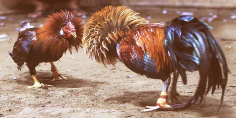 Những hình thức đá gà trực tiếp live phổ biến nhất