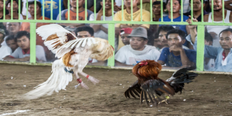 Quy tắc khi tham gia đá gà trực tiếp bên Thomo là gì?