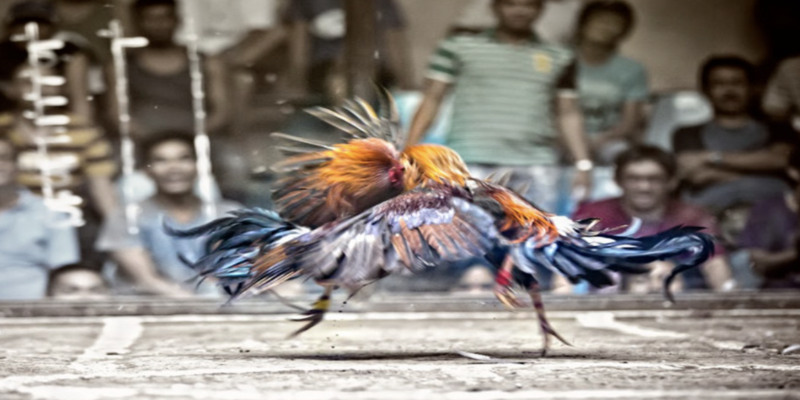 Ưu điểm khi tham gia đá gà trực tiếp 