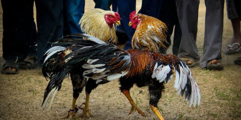 Bật mí cách chăm sóc gà chọi đúng kỹ thuật trước ngày lên sàn đấu