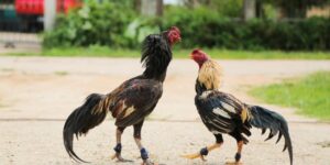 Cách Chăm Sóc Gà Chọi