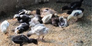 Cách Chăm Sóc Gà Đá Con