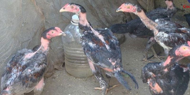 Đây chính là giai đoạn phát triển quan trọng nhất