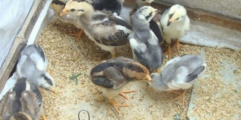 Gà mới xuống ổ là giai đoạn gà chọi con cần được chăm sóc kỹ lưỡng nhất