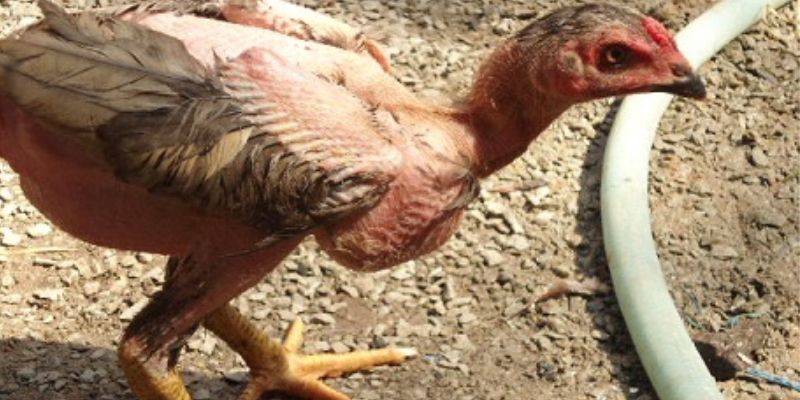 Giai đoạn phát triển này gà chọi con đã mọc gần như hoàn thiện