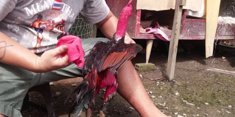 Hướng dẫn bạn chi tiết cách chăm sóc gà chọi