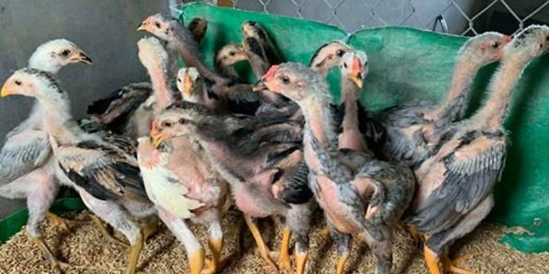 Khoảng thời gian 1 tháng tuổi vô cùng quan trọng