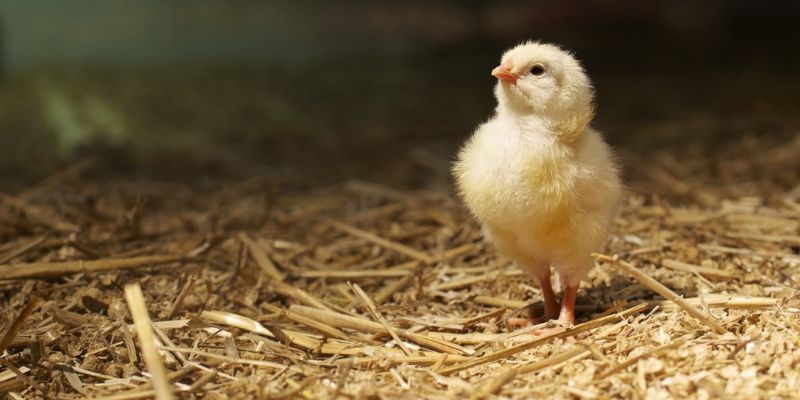 Mẹo chọn giống gà chọi con khỏe mạnh trong cách chăm sóc gà đá con