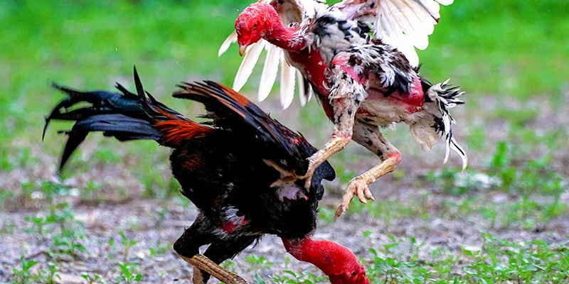 Nuôi gà chọi con trong giai đoạn trên 6 tháng tuổi