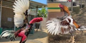 kinh nghiệm nuôi gà chọi con