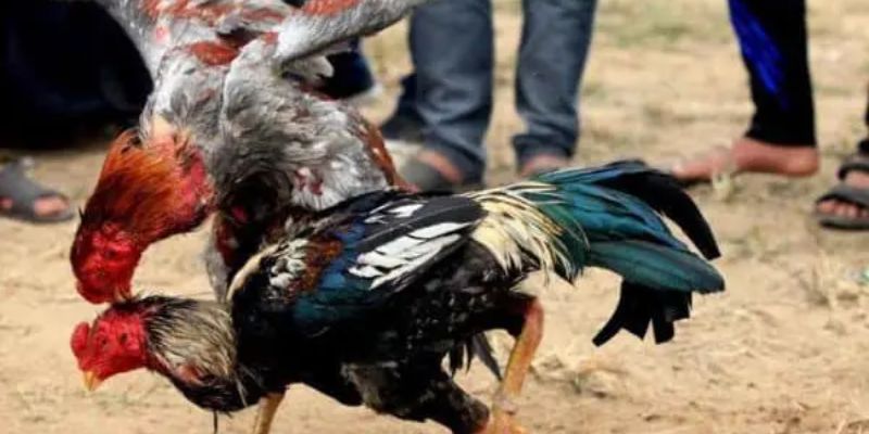 Thực hiện phương pháp xổ sơ và nhồi gà chọi