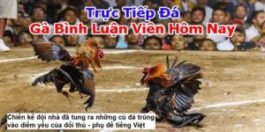 Xem Trực Tiếp Đá Gà Có Bình Luận Viên