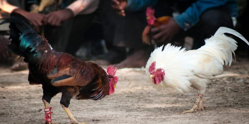 Xem trực tiếp đá gà có bình luận viên với hình thức đá gà cựa dao